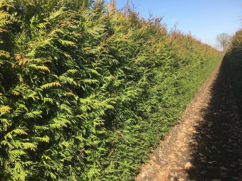 Thuja plicata 'Martin' Heckenelement