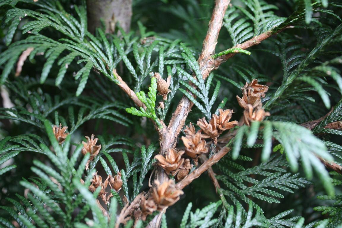 Thuja plicata 'Martin' Heckenelement
