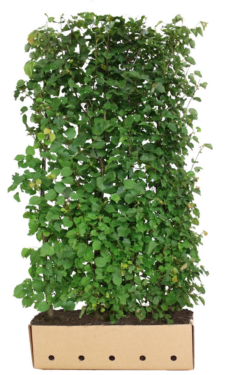 Tilia cordata Heckenelement