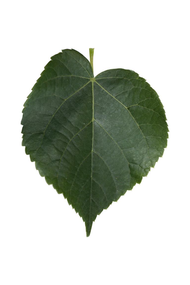 Tilia cordata Heckenelement