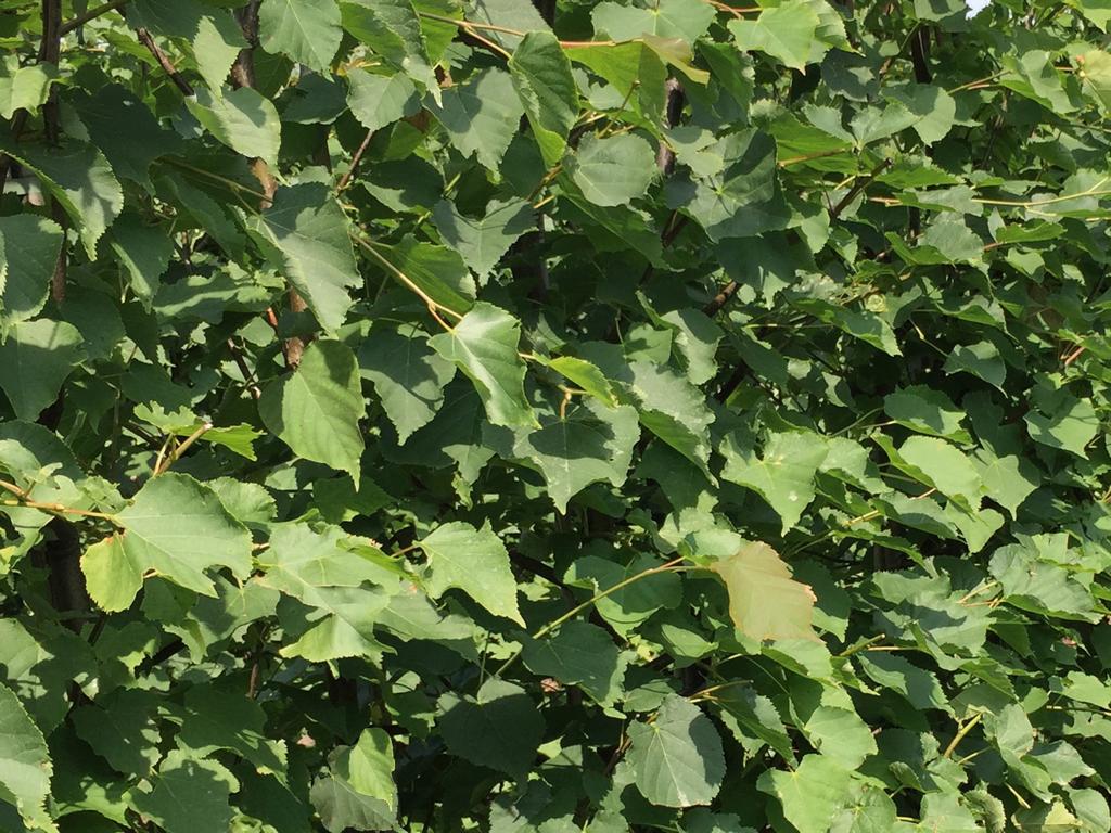 Tilia cordata Heckenelement