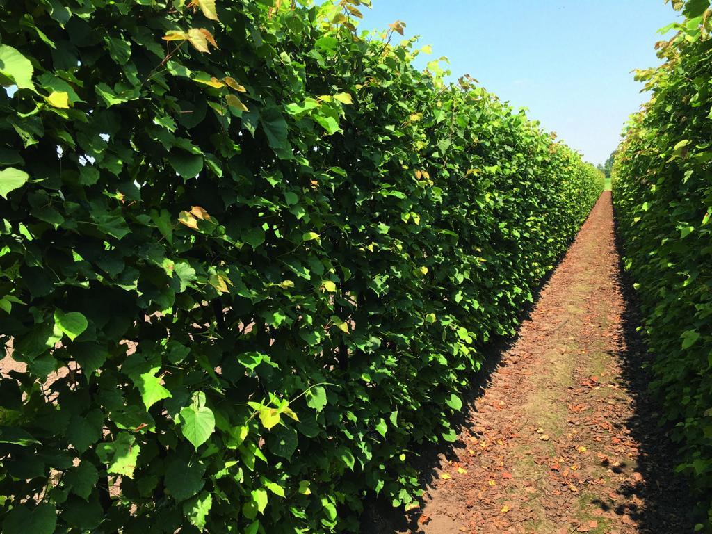 Tilia cordata Heckenelement