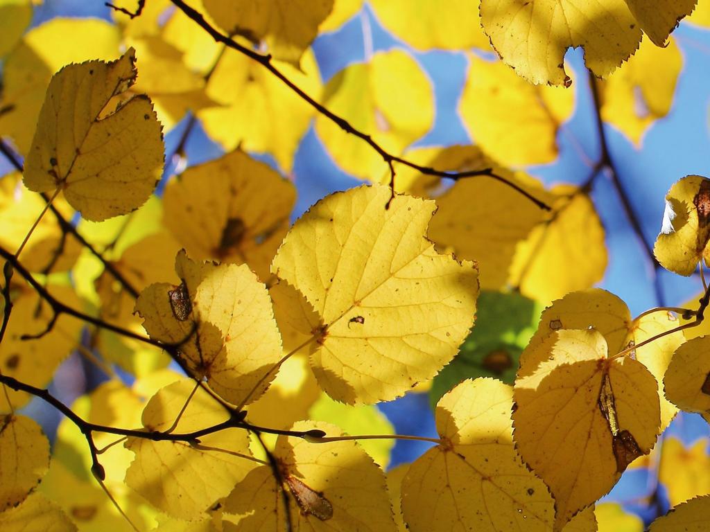 Tilia cordata Heckenelement