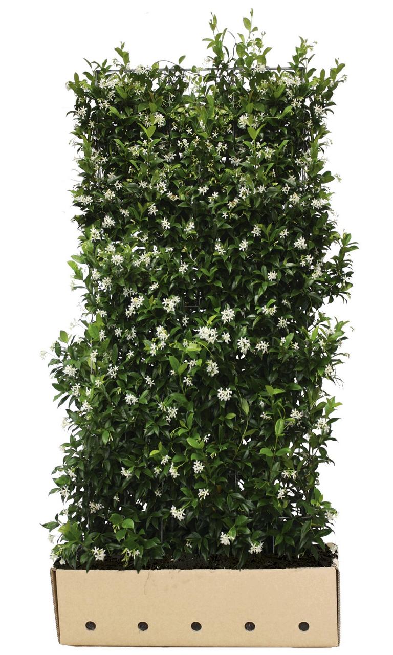 Trachelospermum jasminoides Heckenelement