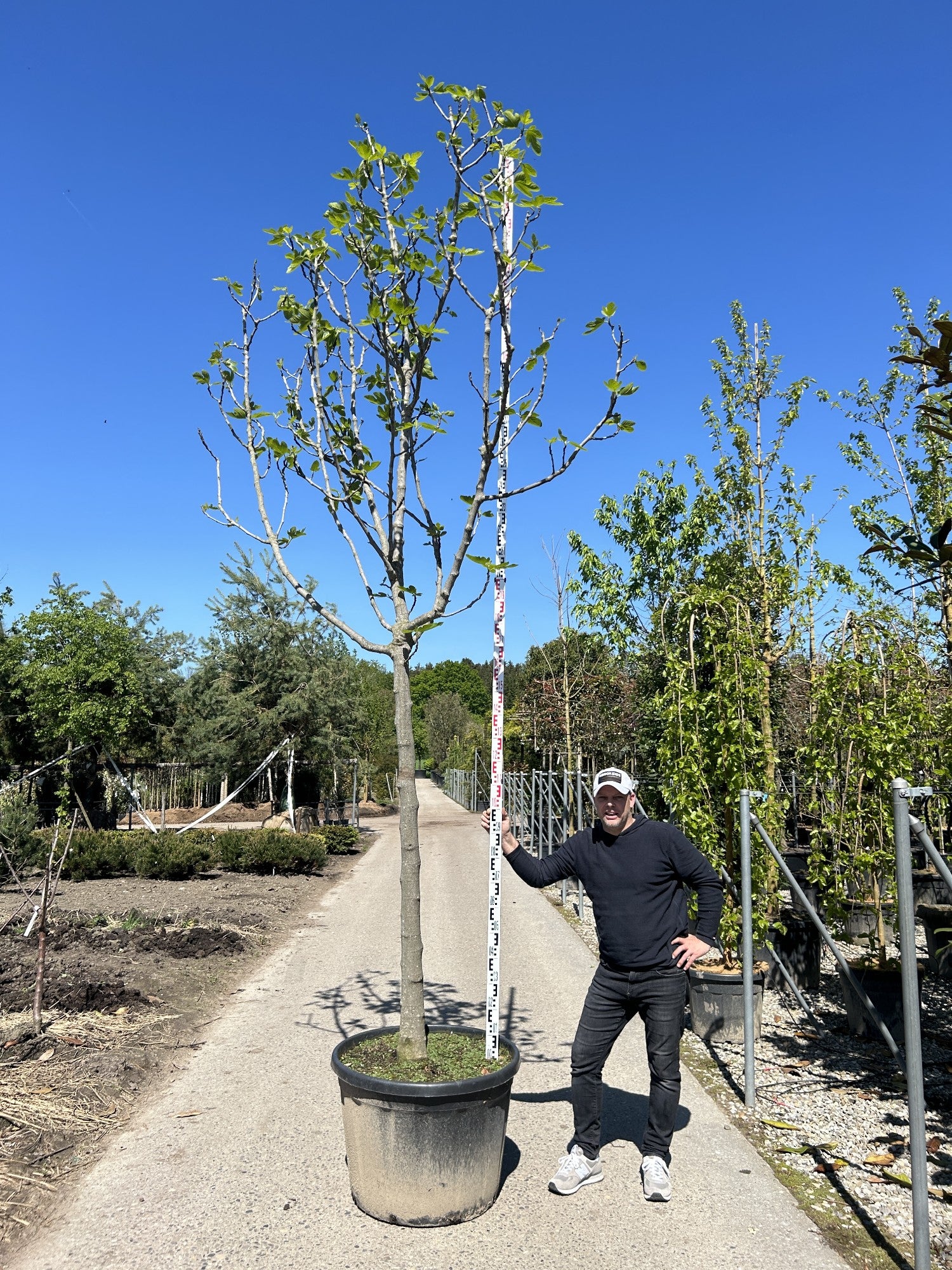 Ficus carica