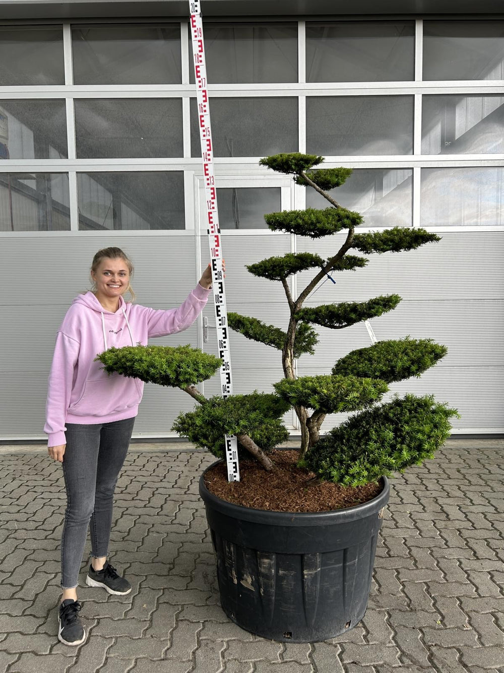 Taxus media (x) 'Farmen' Bonsai