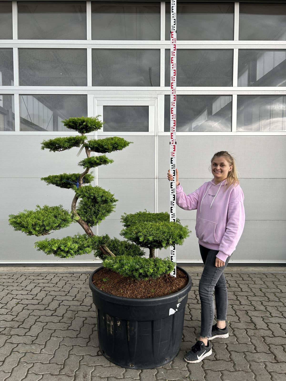 Taxus media (x) 'Farmen' Bonsai