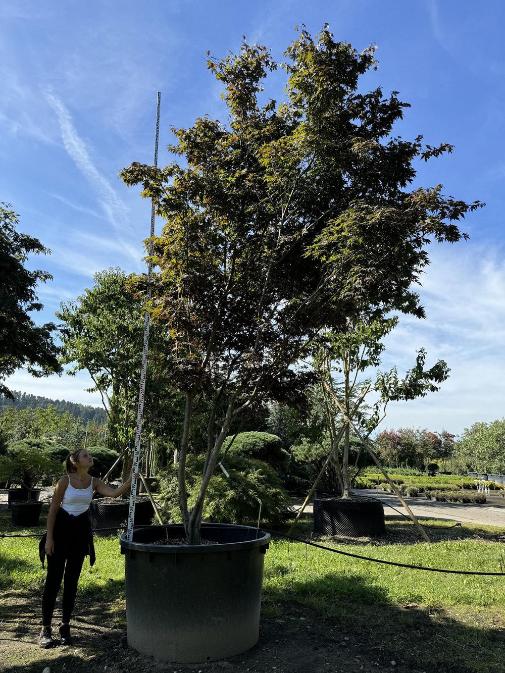 Acer palmatum 'Bloodgood'