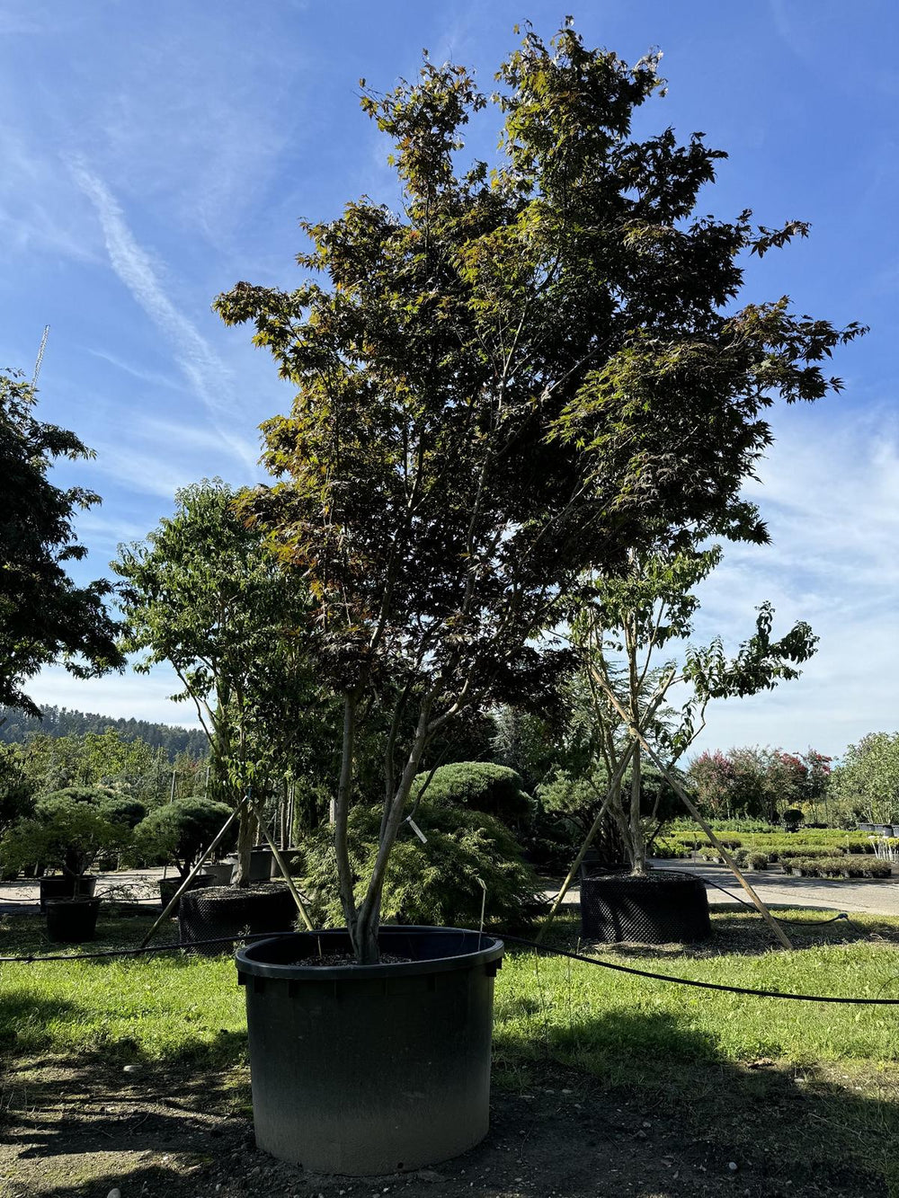 Acer palmatum 'Bloodgood'