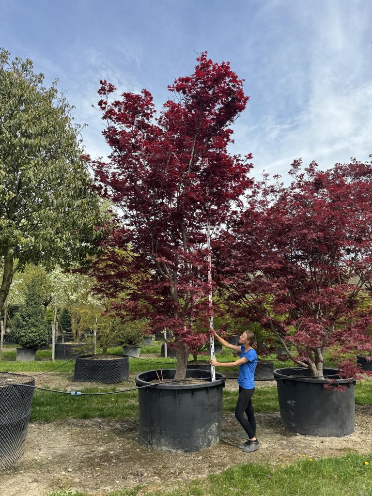 Acer palmatum 'Bloodgood'