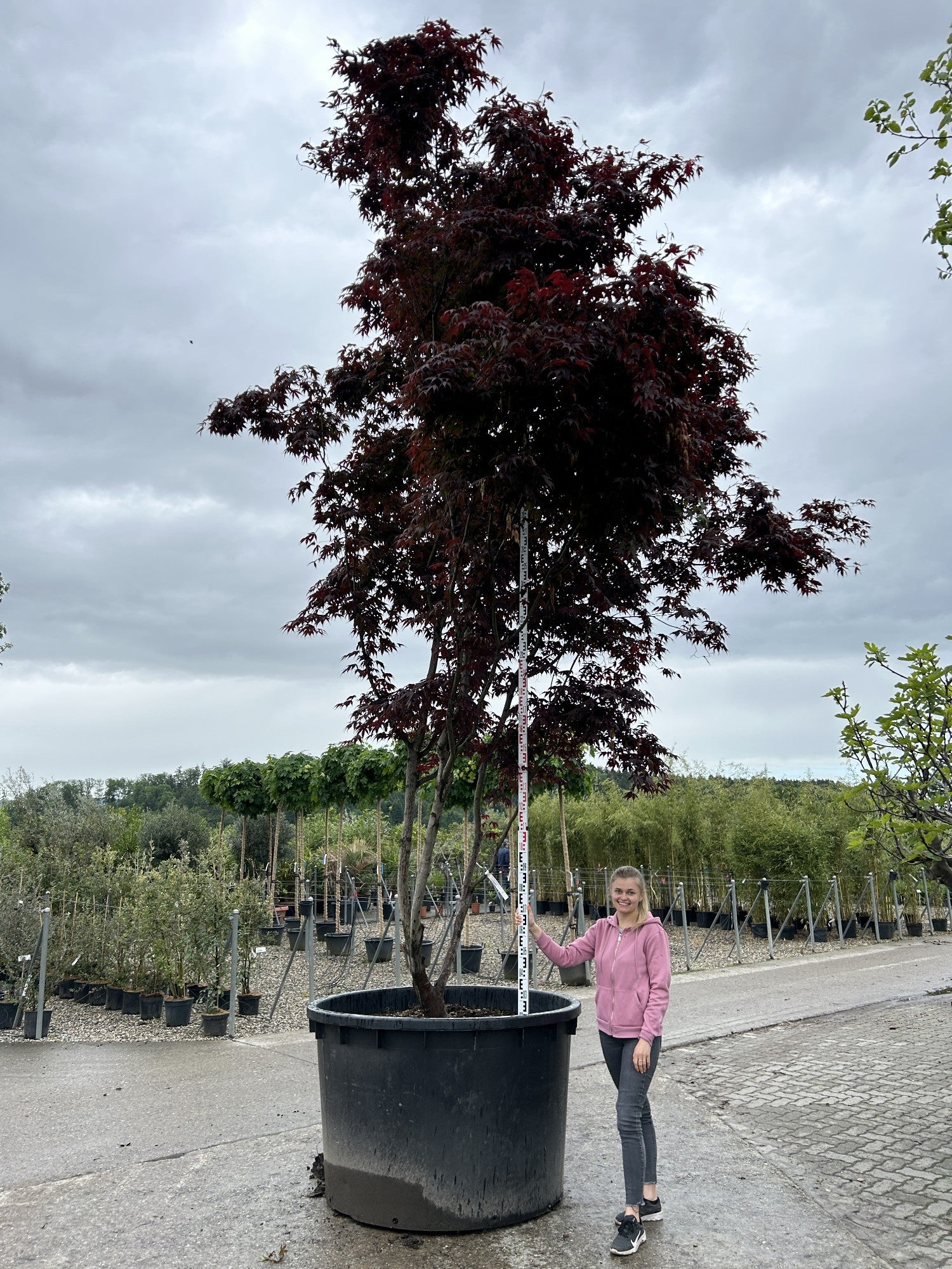 Acer palmatum 'Bloodgood'