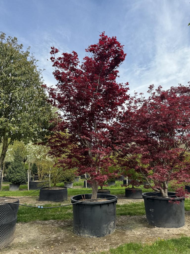 Acer palmatum 'Bloodgood'