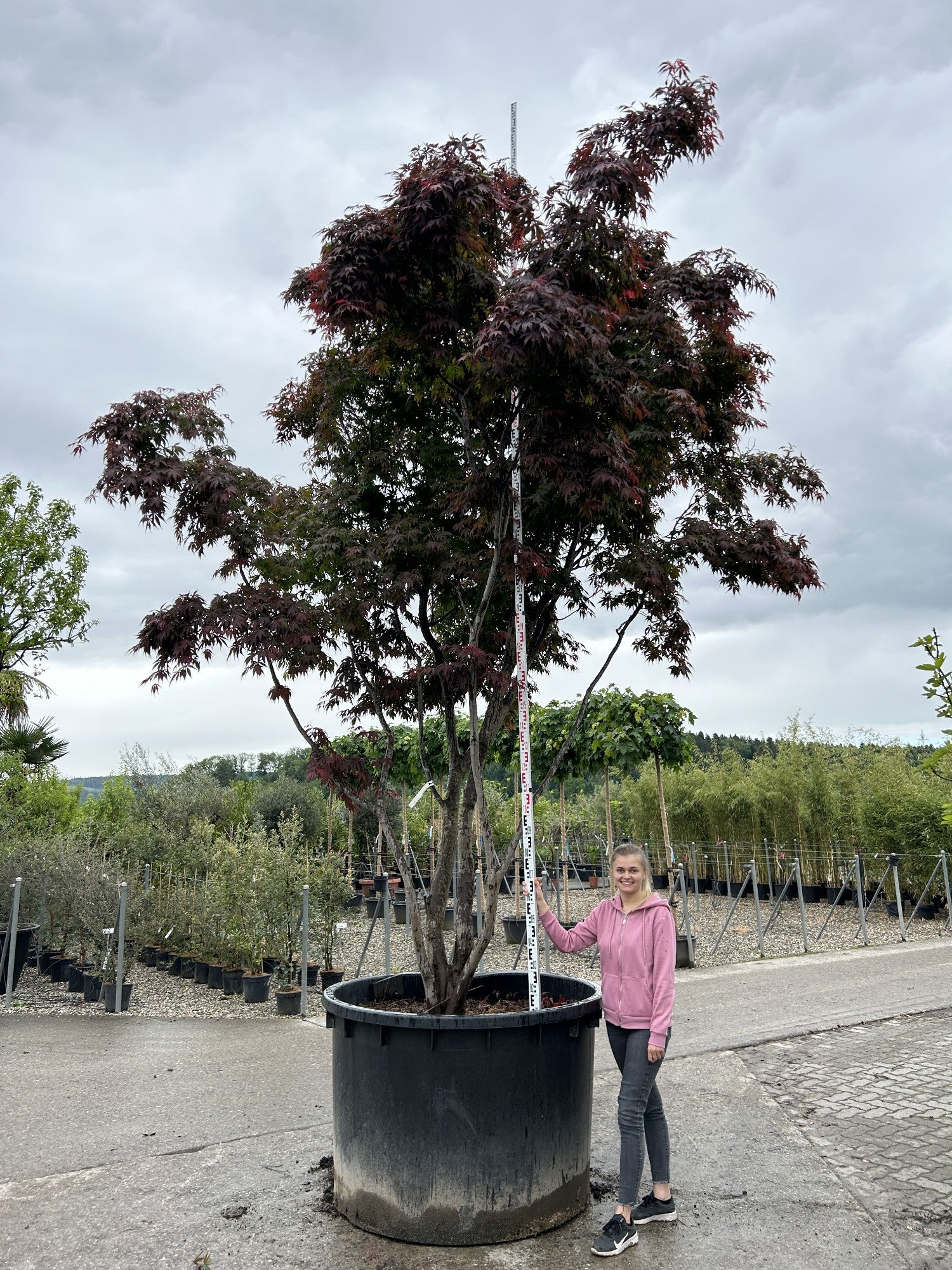 Acer palmatum 'Bloodgood'