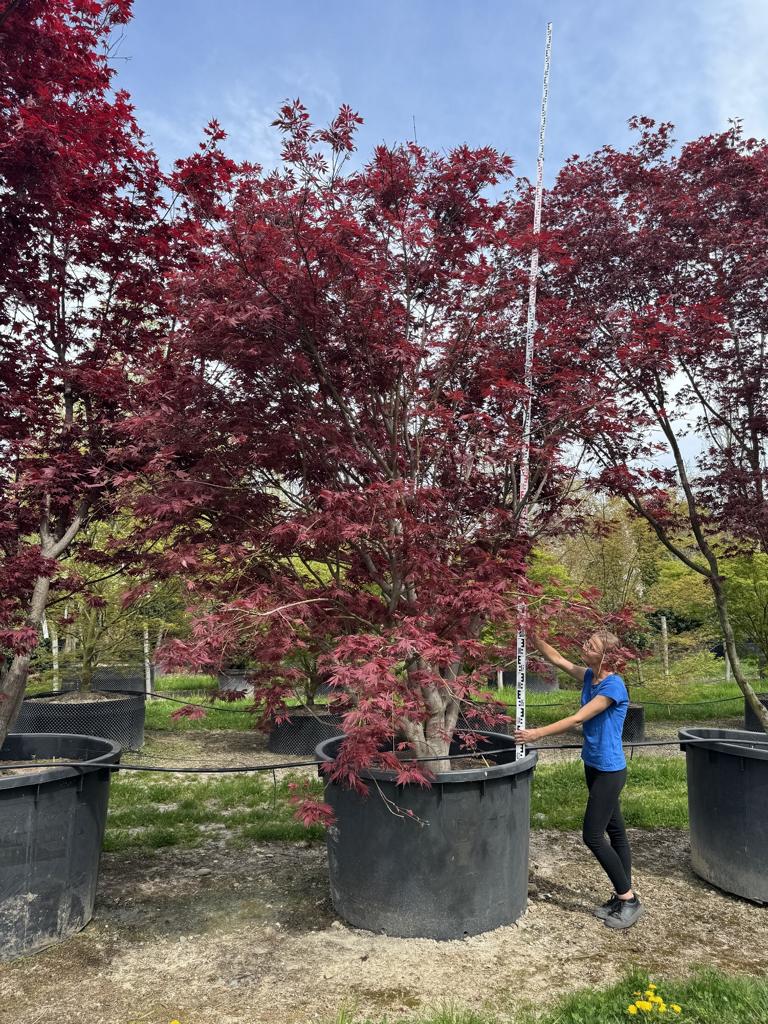 Acer palmatum 'Bloodgood'