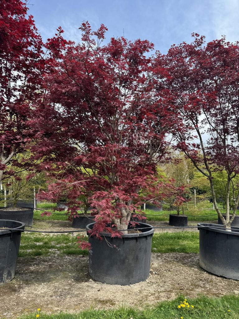 Acer palmatum 'Bloodgood'