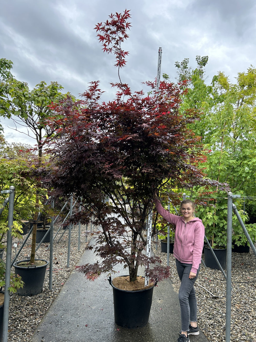 Acer palmatum 'Red Emperor'