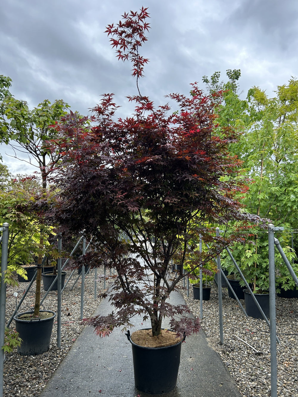 Acer palmatum 'Red Emperor'