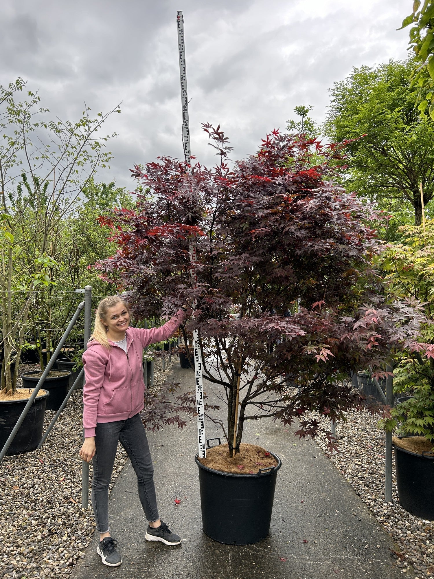 Acer palmatum 'Red Emperor'