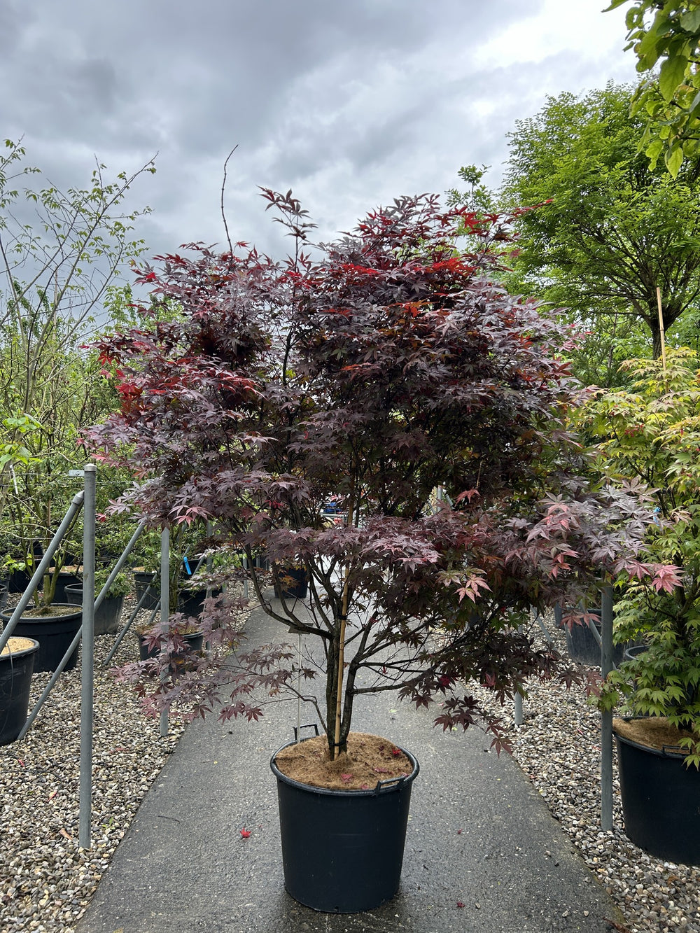 Acer palmatum 'Red Emperor'