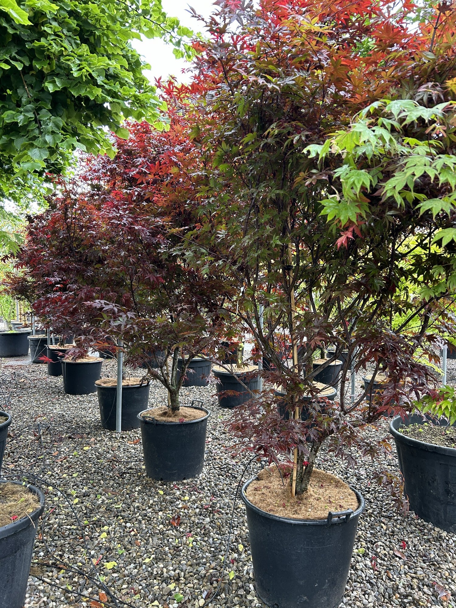 Acer palmatum 'Red Emperor'