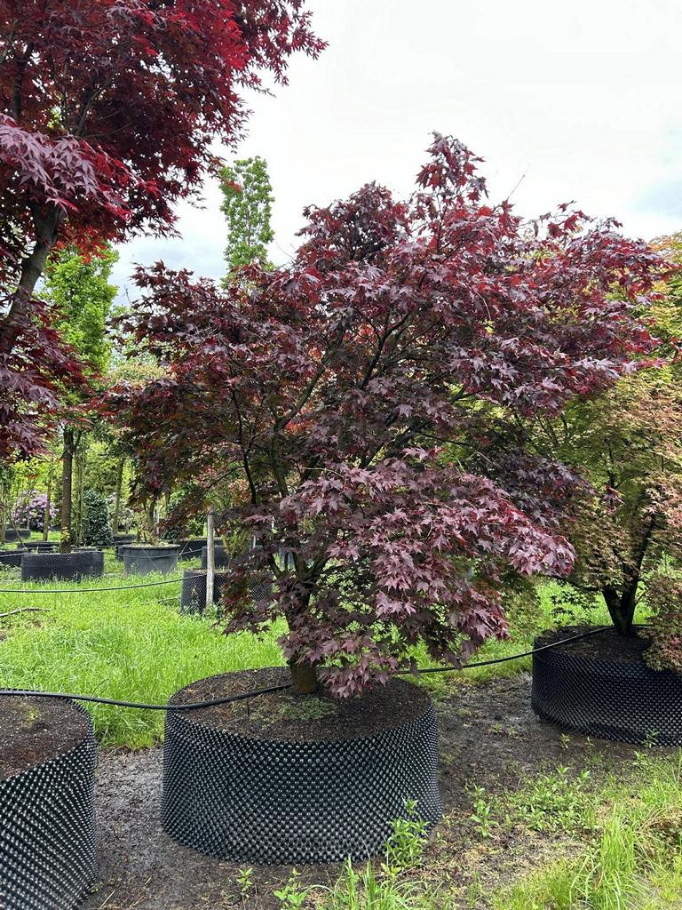 Acer palmatum 'Fireglow'