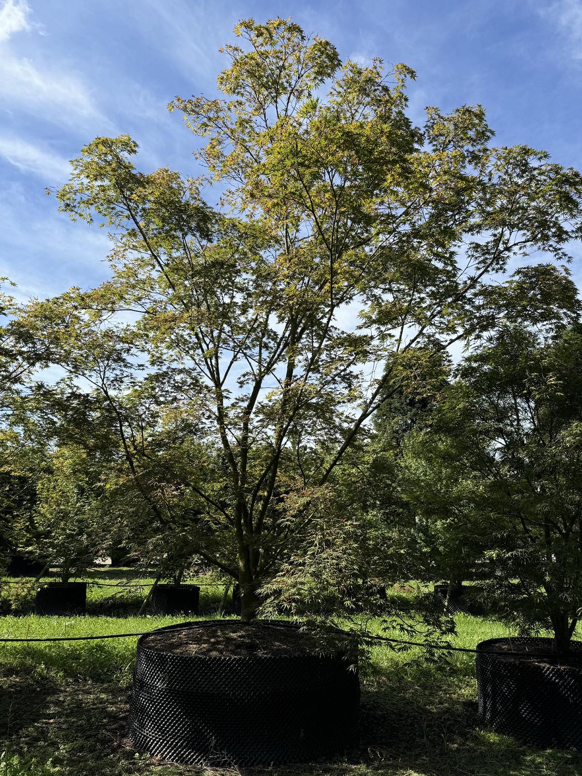 Acer palmatum 'Trompenburg'