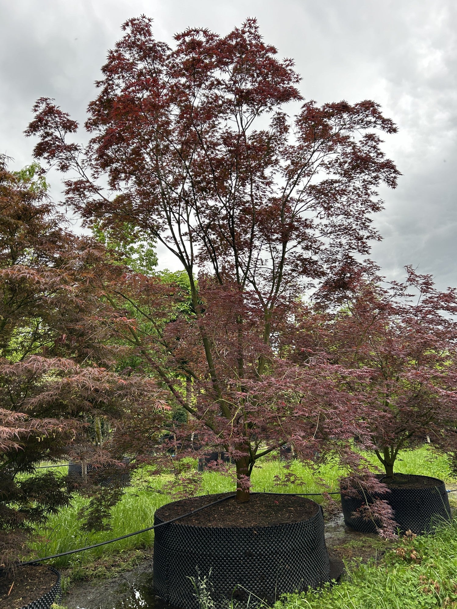 Acer palmatum 'Trompenburg'