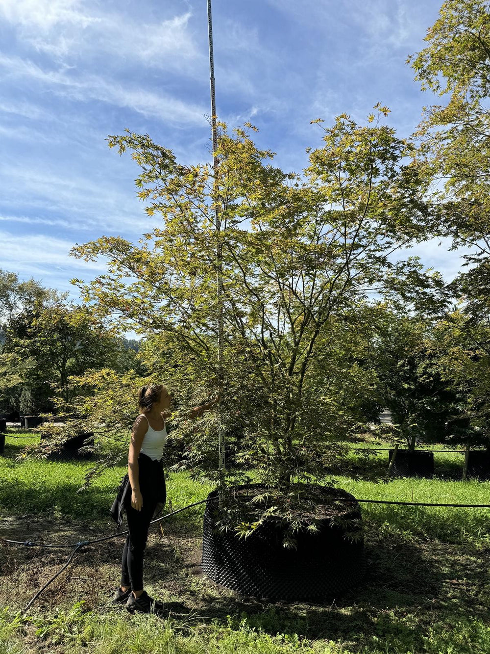 Acer palmatum 'Trompenburg'