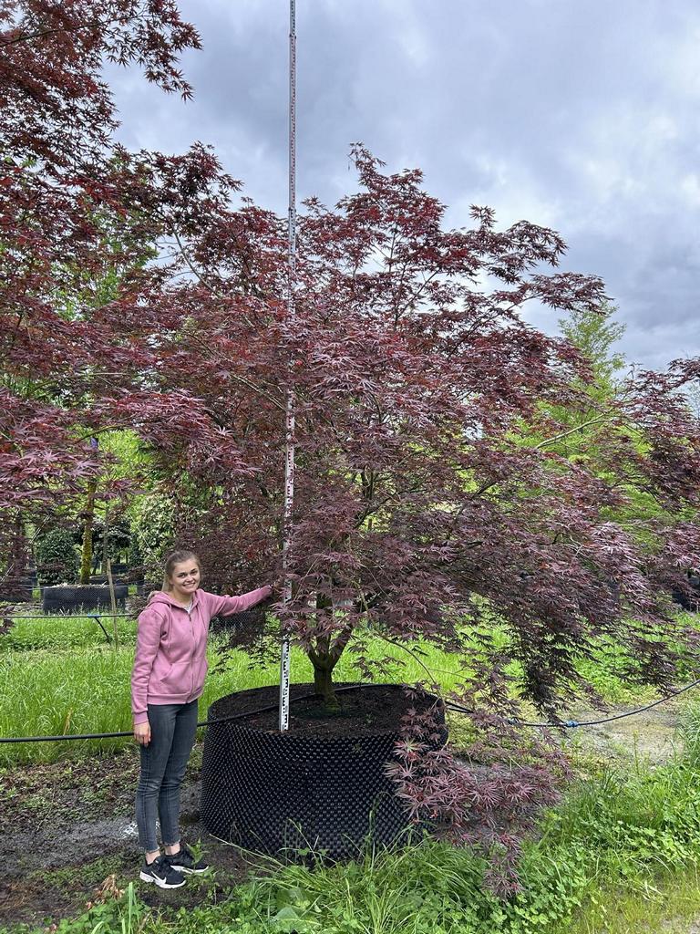 Acer palmatum 'Trompenburg'