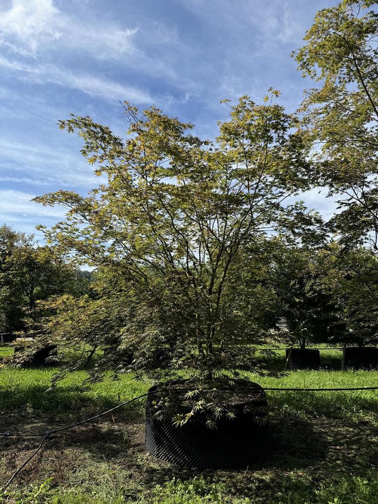 Acer palmatum 'Trompenburg'