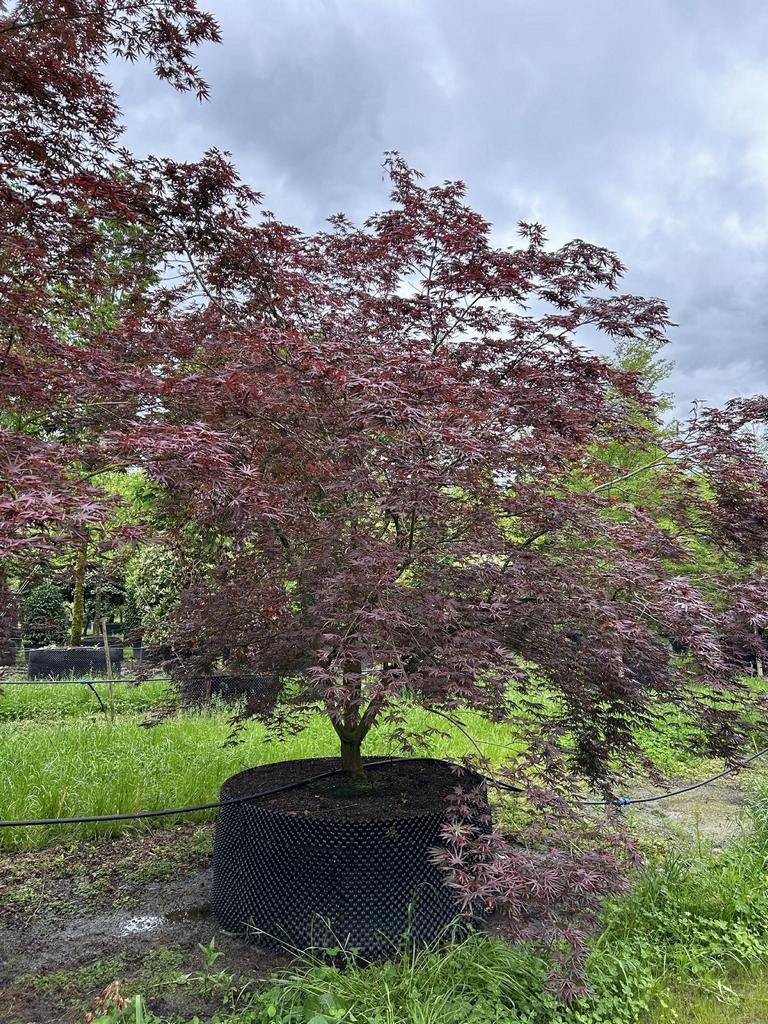 Acer palmatum 'Trompenburg'