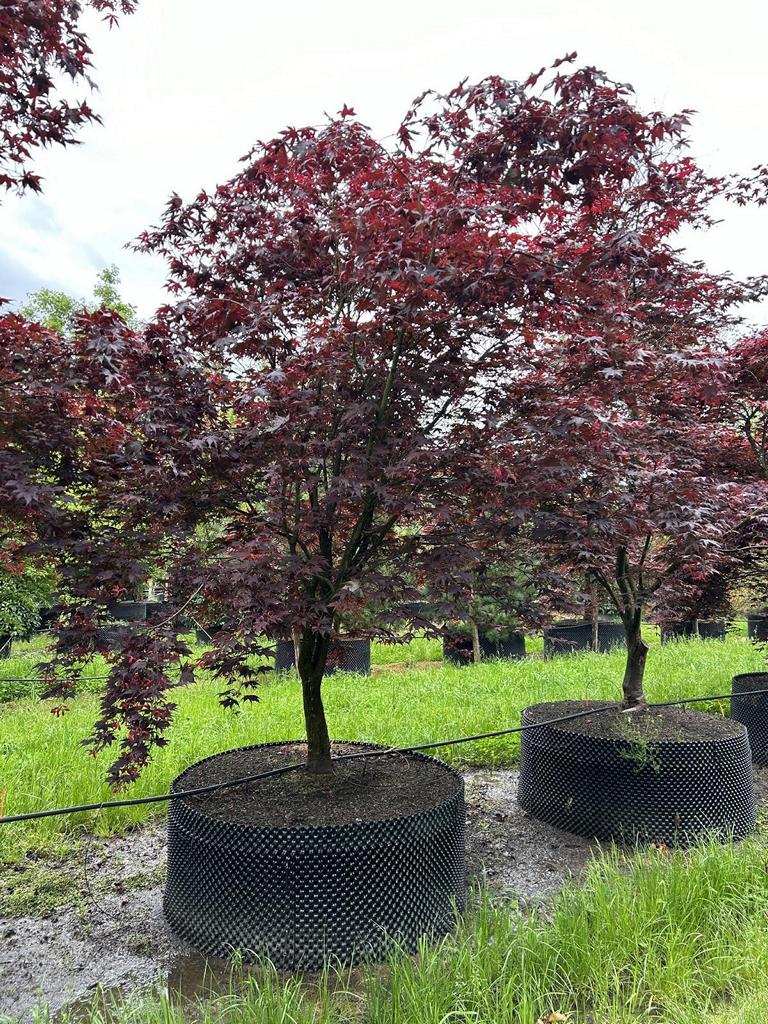 Acer palmatum 'Bloodgood'