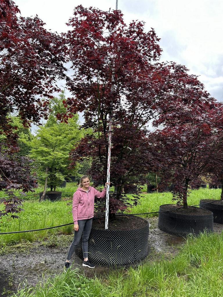 Acer palmatum 'Bloodgood'