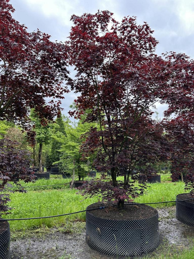 Acer palmatum 'Bloodgood'