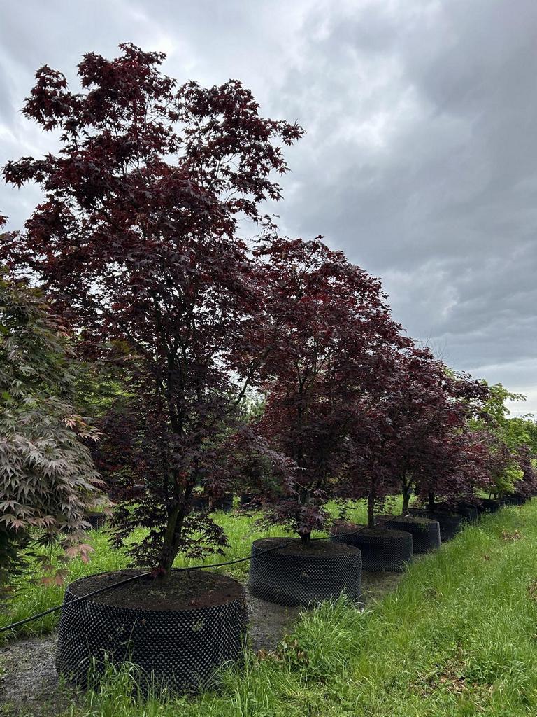 Acer palmatum 'Bloodgood'