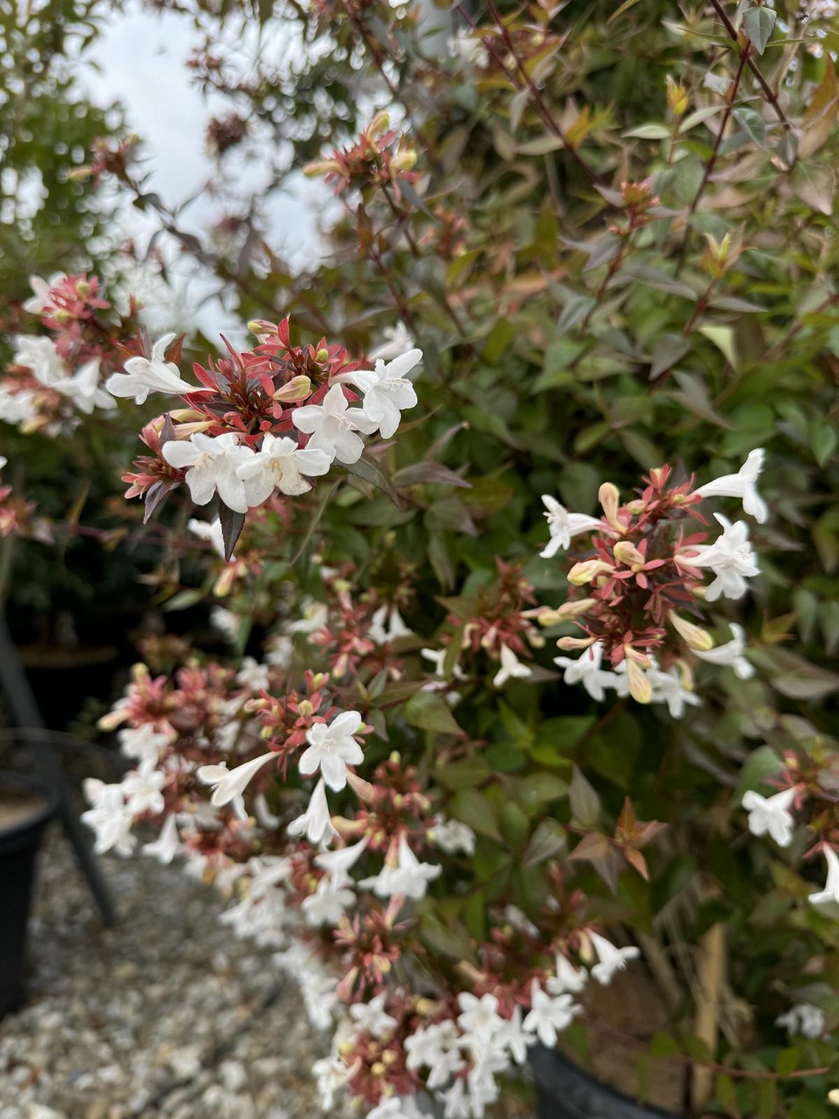 Abelia grandiflora (x)