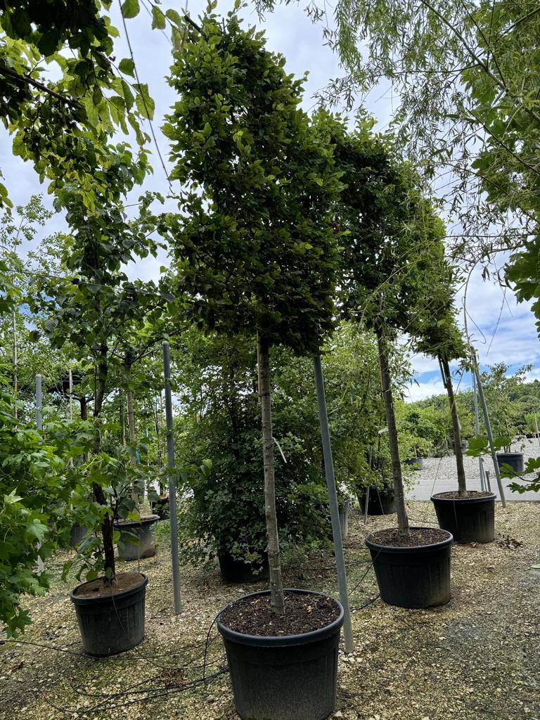 Carpinus betulus Spalierform