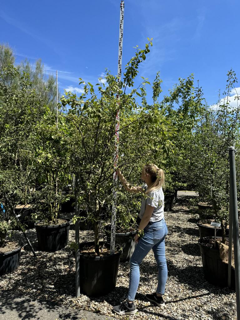 Malus floribunda