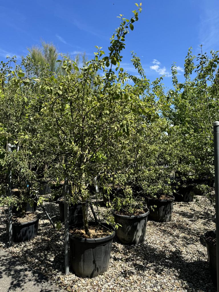 Malus floribunda