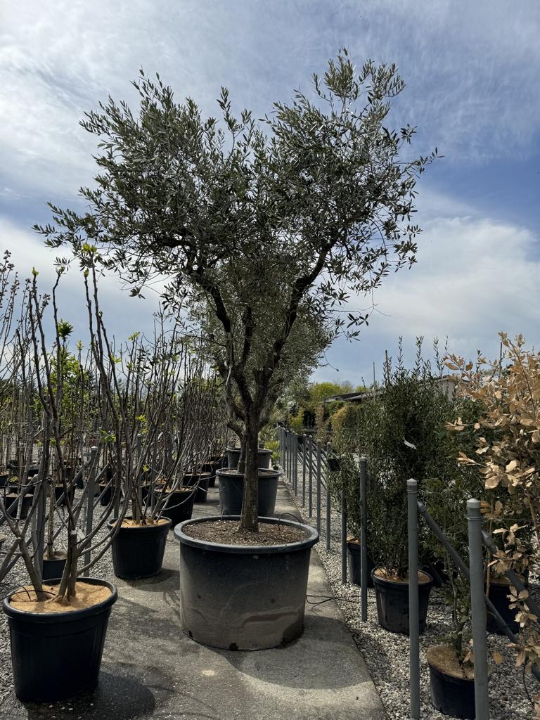 Olea europaea 'Tanche'