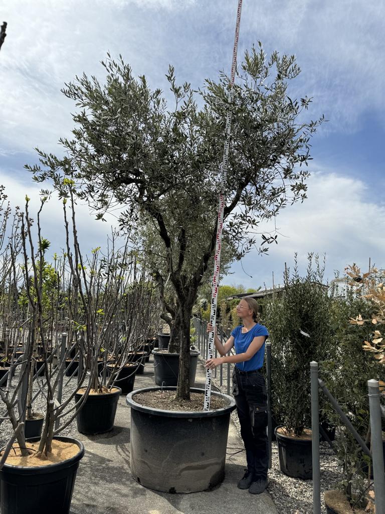 Olea europaea 'Tanche'