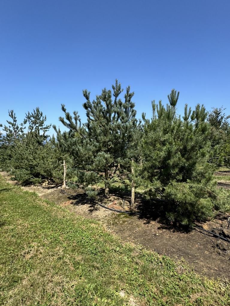 Pinus sylvestris