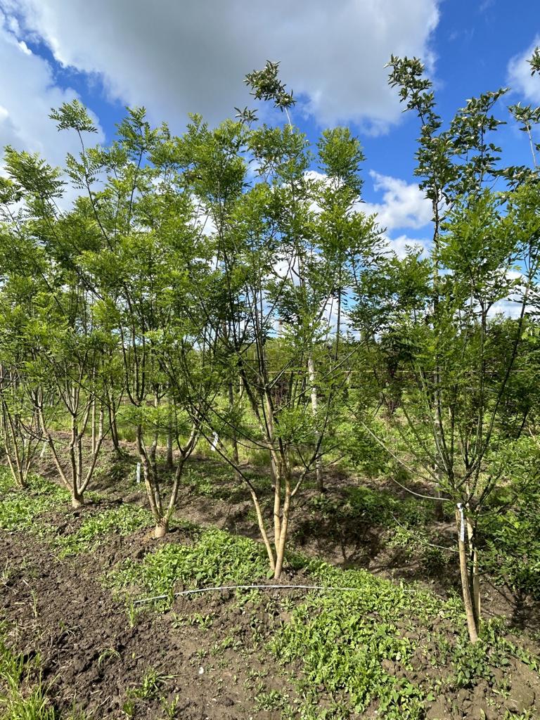 Styphnolobium japonicum 'Regent'