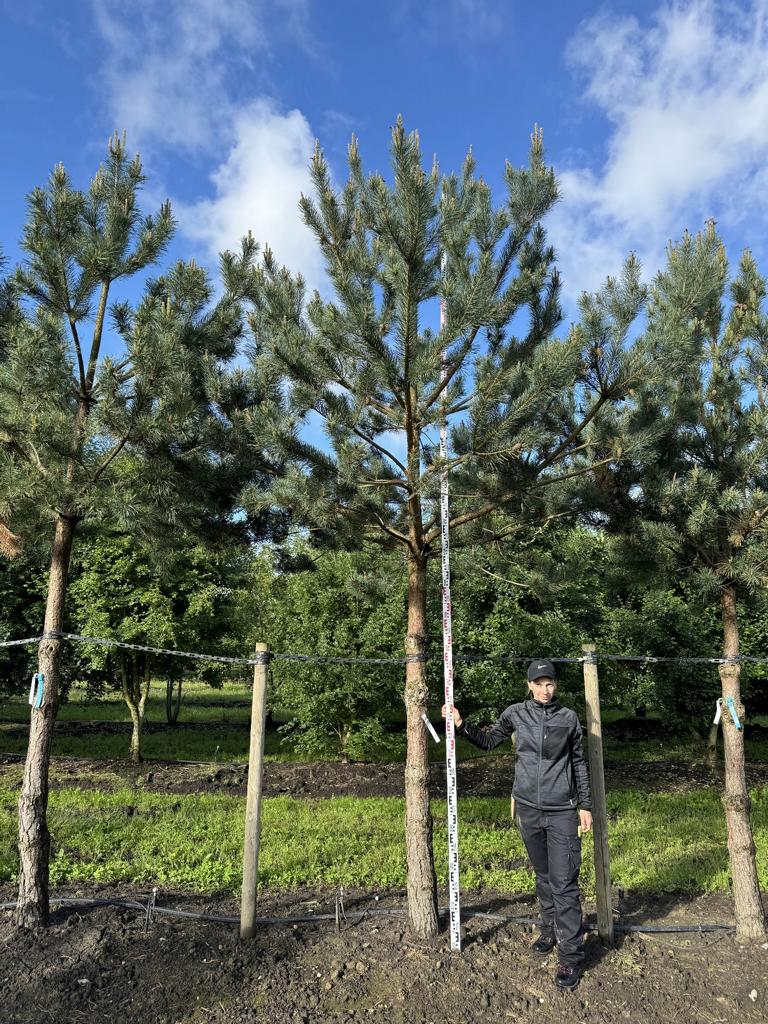 Pinus sylvestris