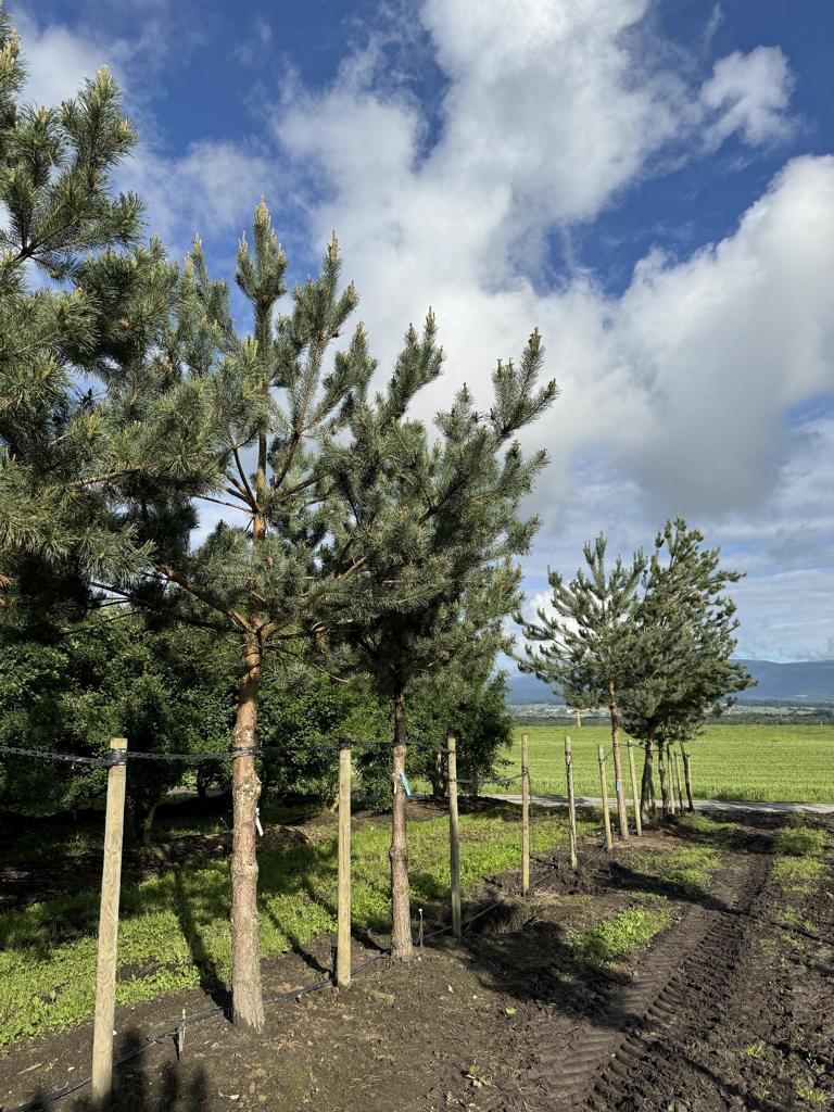 Pinus sylvestris