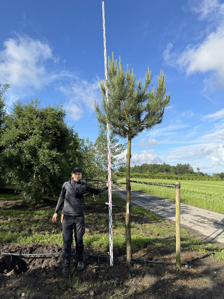 Pinus sylvestris