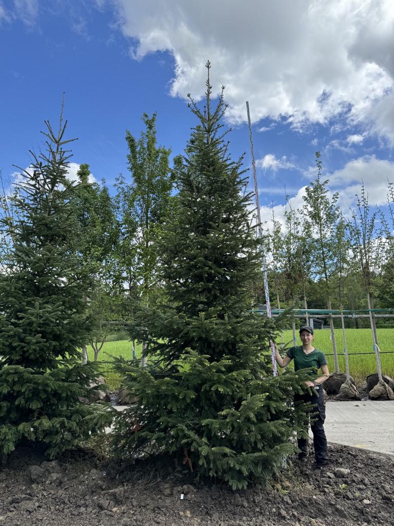 Abies nordmanniana