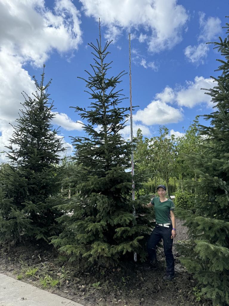 Abies nordmanniana