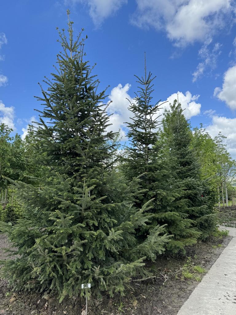 Abies nordmanniana