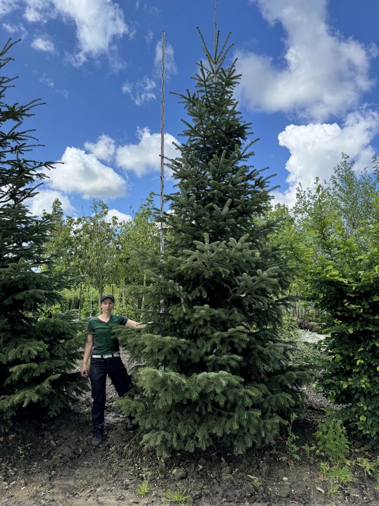 Abies nordmanniana